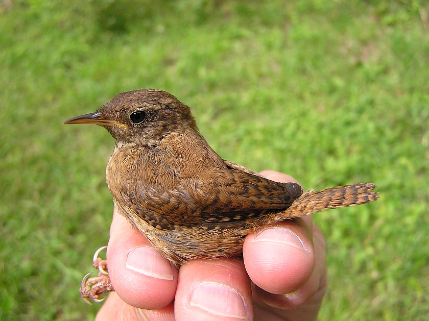 Winter Wren, Sundre 20050725